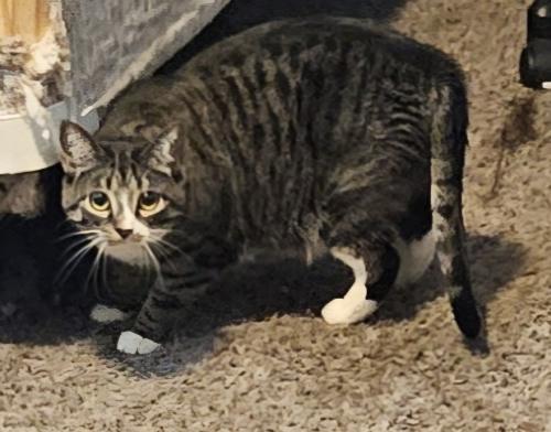 Lost Female Cat last seen Near W 4800 S , Taylorsville, UT 84123