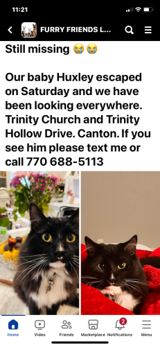 Lost Male Cat last seen Trinity Church Rd and Trinity Hollow Dr, Canton, GA 30115