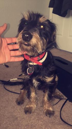 Lost Male Dog last seen Dunkirk and 56th , Denver, CO 80249