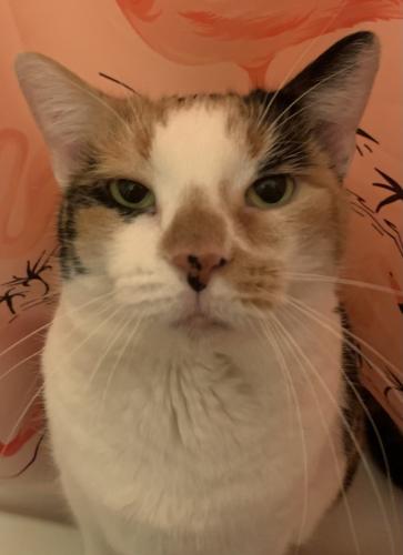 Lost Female Cat last seen Lake Forest apmts , Westerville, OH 43081