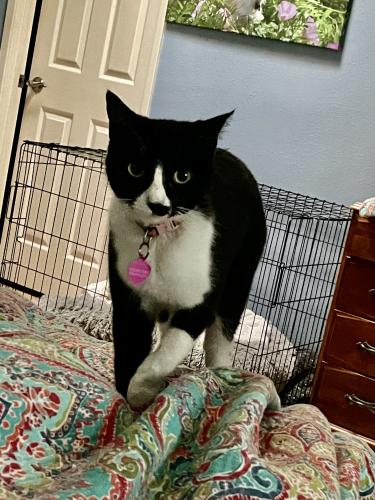 Lost Female Cat last seen Shipway and Stearns, Long Beach, CA 90815