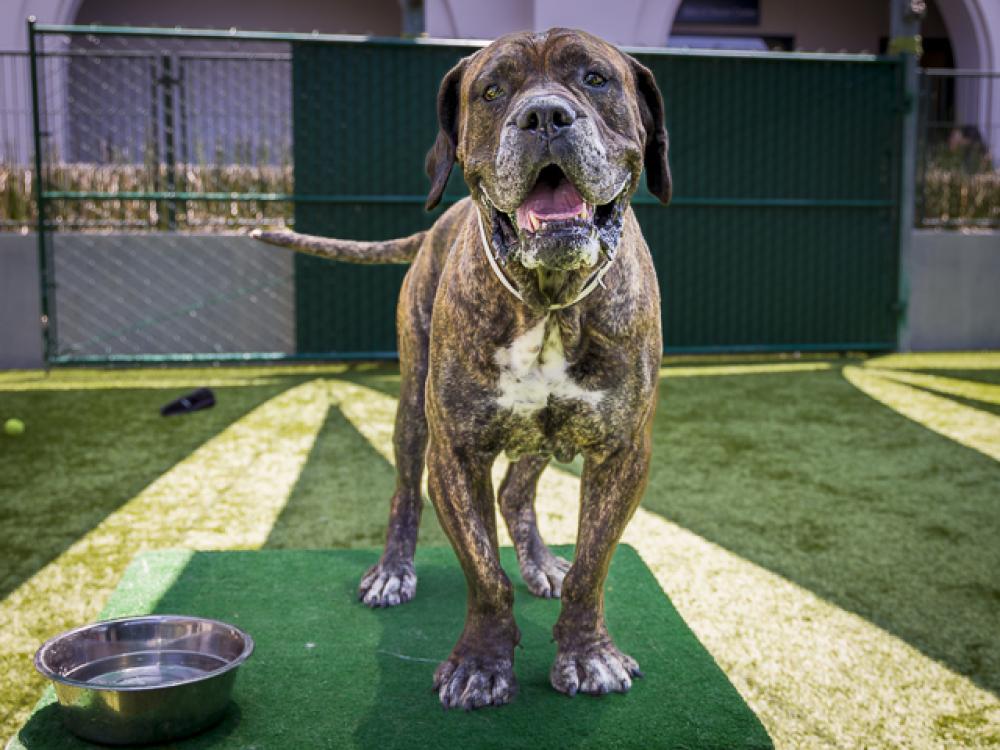 Shelter Stray Male Dog last seen Near BLOCK FOREST AVE, Pasadena, CA 91105