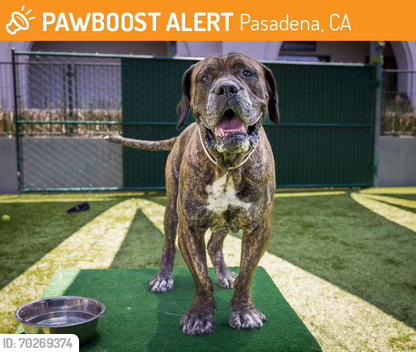 Shelter Stray Male Dog last seen Near BLOCK FOREST AVE, Pasadena, CA 91105