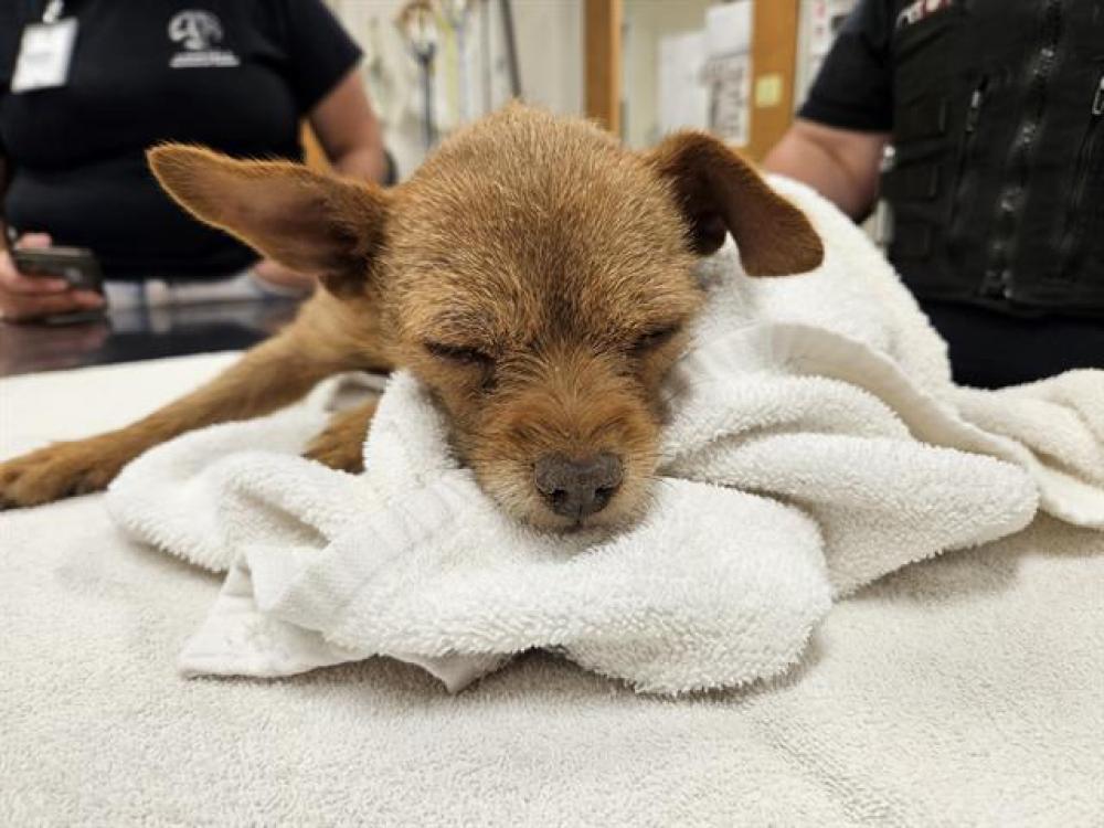 Shelter Stray Female Dog last seen Near BLOCK AIRWAY, Albuquerque, NM 87105