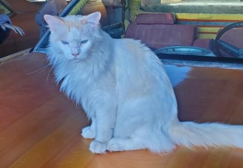 Lost Male Cat last seen Reaching Ln, Pico Rivera, CA 90660