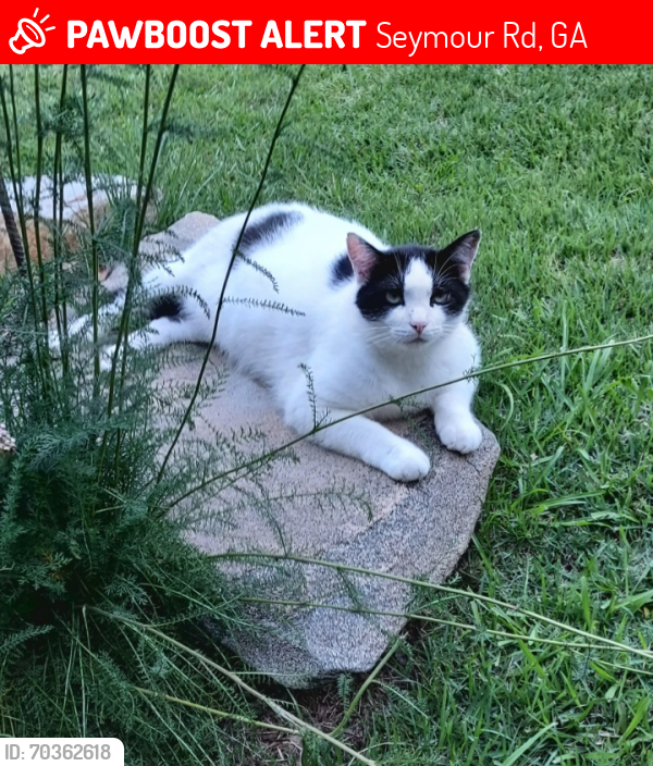Lost Male Cat last seen Highway 328, Seymour Rd , Martin, GA 30557