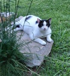 Lost Male Cat last seen Highway 328, Seymour Rd , Martin, GA 30557