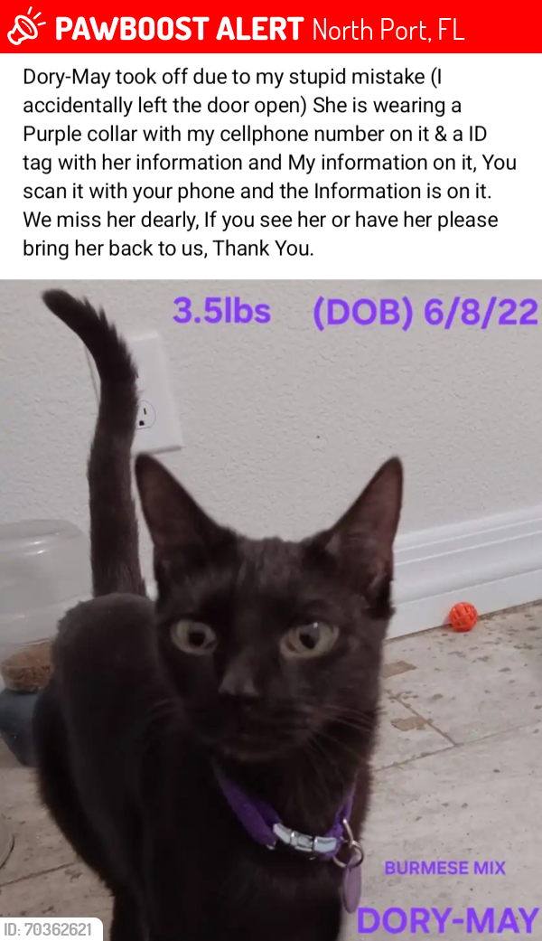 Lost Female Cat last seen North San Mateo Dr & South San Mateo Dr , North Port, FL 34287