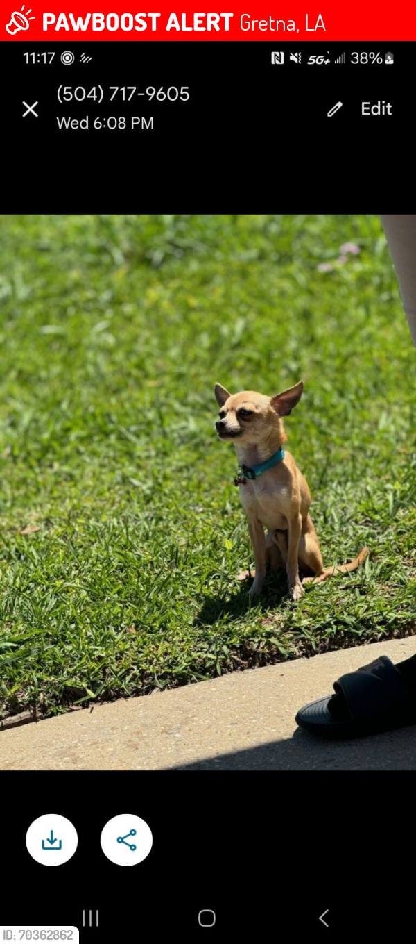 Lost Male Dog last seen 23rd street , Gretna, LA 70053