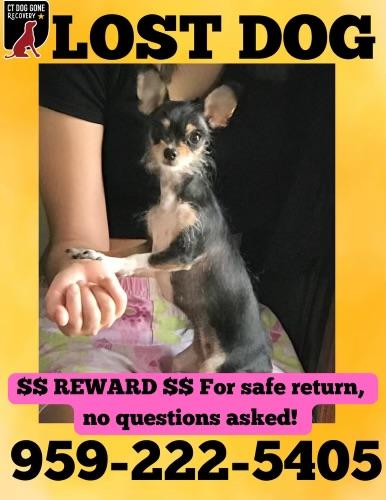 Lost Female Dog last seen  Newfield st Middletown ct, Middletown, CT 06457