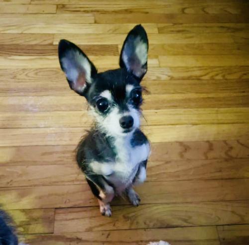 Lost Female Dog last seen Middletown High School, Middletown, CT 06457