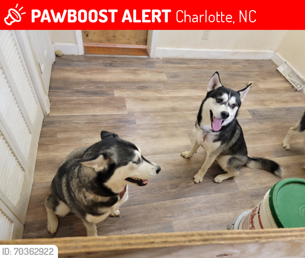 Lost Male Dog last seen Galaxie Road and walker, Charlotte, NC 28214