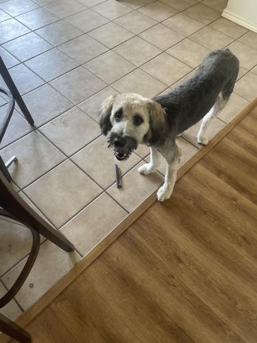 Lost Male Dog last seen Near saint Christopher ln , Dallas, TX 75287