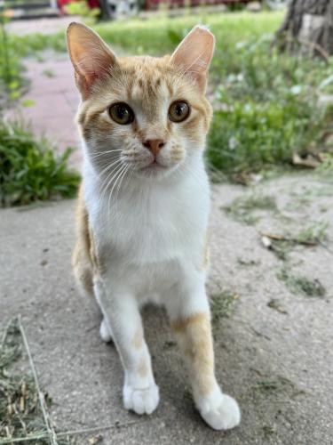 Lost Male Cat last seen 17th and Depew, Lakewood, CO 80214