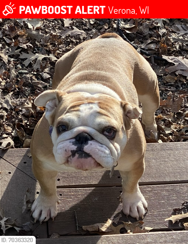 Lost Female Dog last seen Sabaka and Cherrywood Lane, Verona, WI 53593