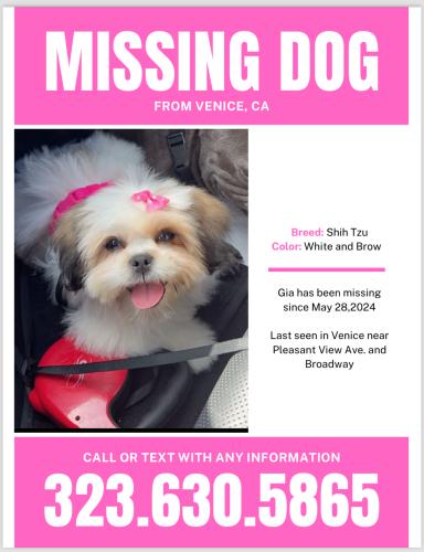 Lost Female Dog last seen Broadway / California / Pleasant View Ave , Los Angeles, CA 90291