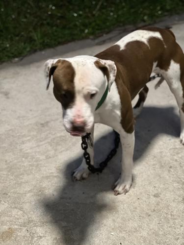 Lost Male Dog last seen Unkown, Brevard County, FL 32940