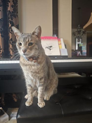 Lost Female Cat last seen Redwater and Thornbury Dr, Antelope, CA 95843