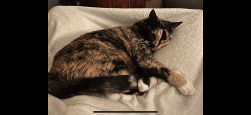 Lost Female Cat last seen 12th and Magnolia ave, los angeles, Los Angeles, CA 90006