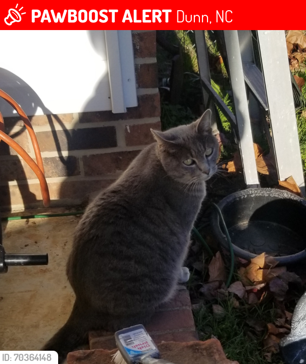 Lost Female Cat last seen Westfield Subdivision, Dunn, NC 28334