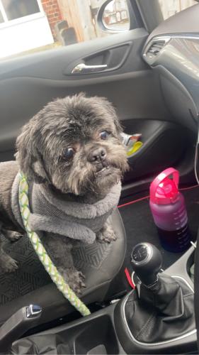 Lost Male Dog last seen Bell green road, West Midlands, England CV6