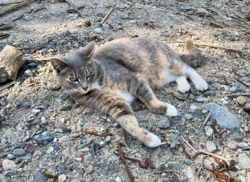 Lost Female Cat last seen SW 100th St & 1st Ave SW, Seattle, WA 98146