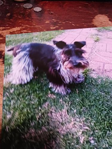 Lost Female Dog last seen Nw1st and Janeway moore OKlahoma, Moore, OK 73160