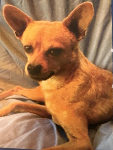 Lost Male Dog last seen Pershing and country club, Stockton, CA 95204