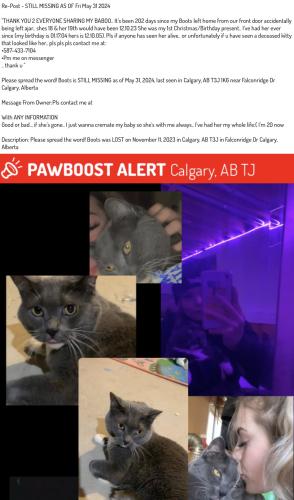 Lost Female Cat last seen Near Falton Dr Calgary Alberta , Calgary, AB T3J 1K6