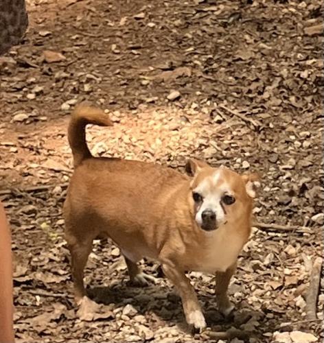 Lost Male Dog last seen Anderson Rd and Ghost Valley Rd , Chesnee, SC 29323