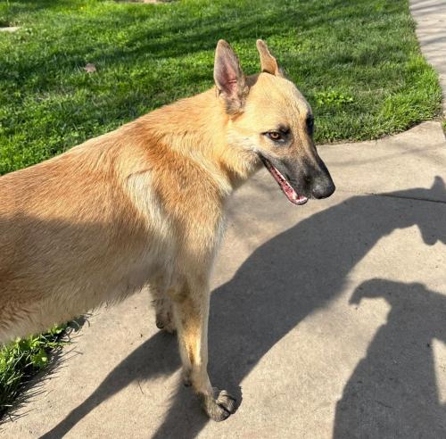 Lost Male Dog last seen South Ave , Sacramento, CA 95838