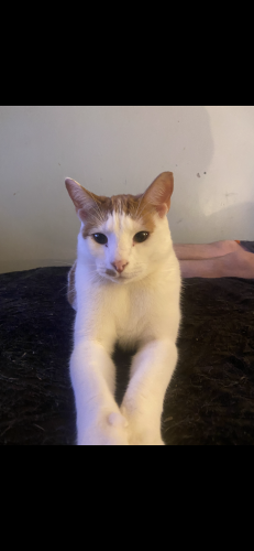 Lost Male Cat last seen  stage coach rd , Siler City, NC 27344