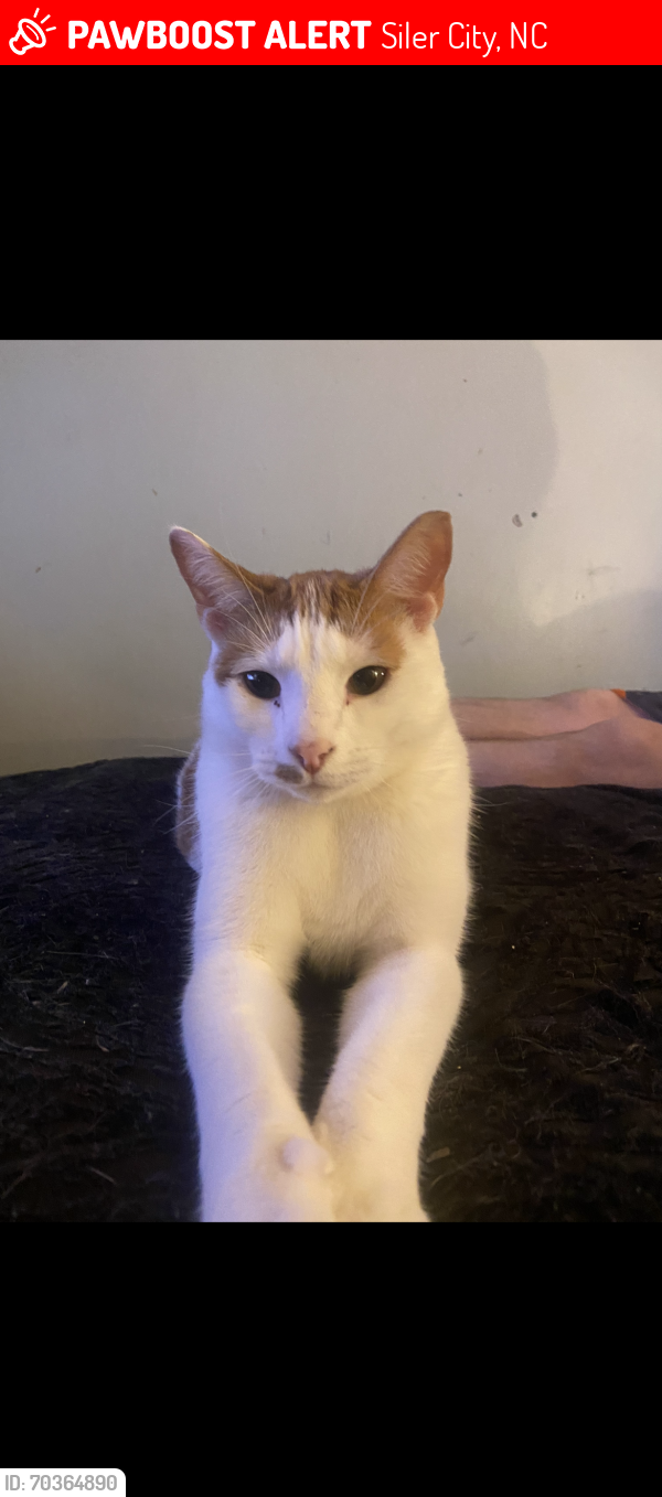 Lost Male Cat last seen  stage coach rd , Siler City, NC 27344