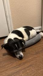 Reunited Male Dog last seen Slaughter Ln and Brandt Rd , Austin, TX 78744