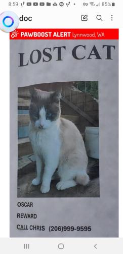 Lost Male Cat last seen 20th pl west , Lynnwood, WA 98087