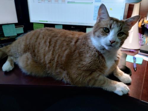 Lost Male Cat last seen 285th St Maple Valley , Maple Valley, WA 98038