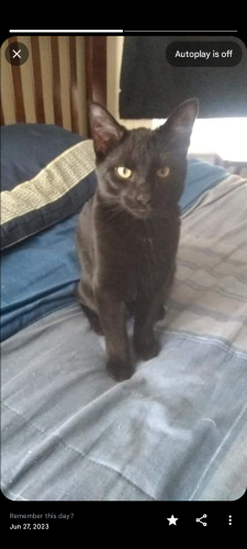 Lost Male Cat last seen Glenway or West Liberty , Cincinnati, OH 45205