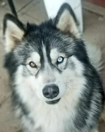 Lost Male Dog last seen Fresno and Barstow or Barstow and first area , Fresno, CA 93710