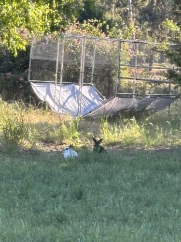 Lost Female Rabbit last seen Cook riolo road & central Ave, Roseville, CA 95747
