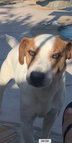 Lost Male Dog last seen Domenic massari park , Palmdale, CA 93552