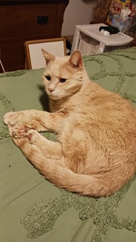 Lost Male Cat last seen Maxwell st, Eugene, OR 97401