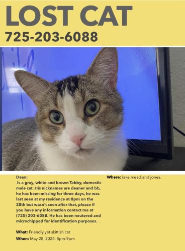 Lost Male Cat last seen Lake mead and jones, Las Vegas, NV 89108