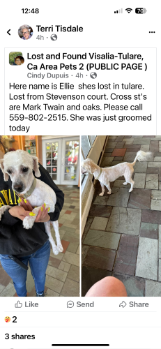 Lost Female Dog last seen Mark Twain and Oaks Street Tulare ca, Tulare, CA 93274