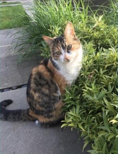 Lost Female Cat last seen Ontario Street and 22nd Ave, Vancouver, BC V5Y 2E9