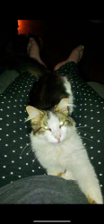 Lost Female Cat last seen Between Arlington and Smith 6TH ST NW Canton, Canton, OH 44708