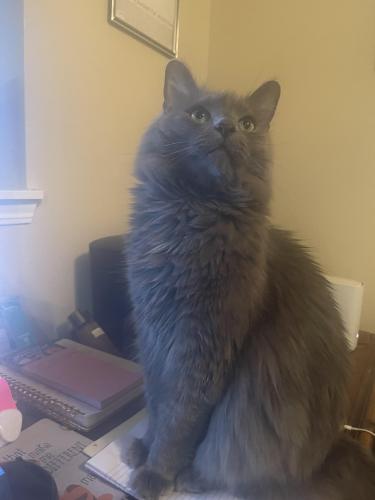Lost Male Cat last seen Orchid Bloom Lane/Cameron Meadows subdivision , Indianapolis, IN 46231
