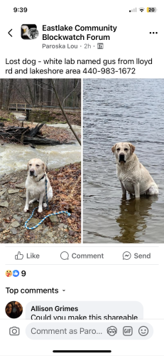 Lost Male Dog last seen Near east 272 st  euclid oh, Euclid, OH 44132