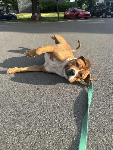 Lost Male Dog last seen Addison at Sutherland , Knoxville, TN 37909