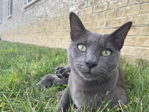 Lost Male Cat last seen 46th St & Highschool Rd, Indianapolis, IN 46254