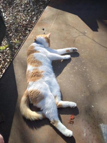 Lost Male Cat last seen Godfrey Road Mystic Ct, Groton, CT 06355